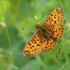 Braunfleckiger Perlmuttfalter (Boloria selene)