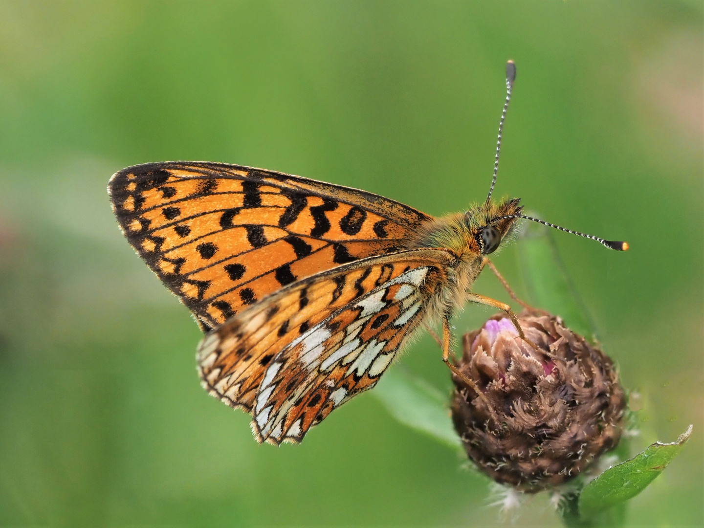 Braunfleckiger Perlmuttfalter (Boloria selene)