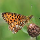 Braunfleckiger Perlmuttfalter (Boloria selene)