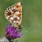 Braunfleckiger Perlmuttfalter (Boloria selene)