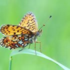 Braunfleckiger Perlmuttfalter (Boloria selene)