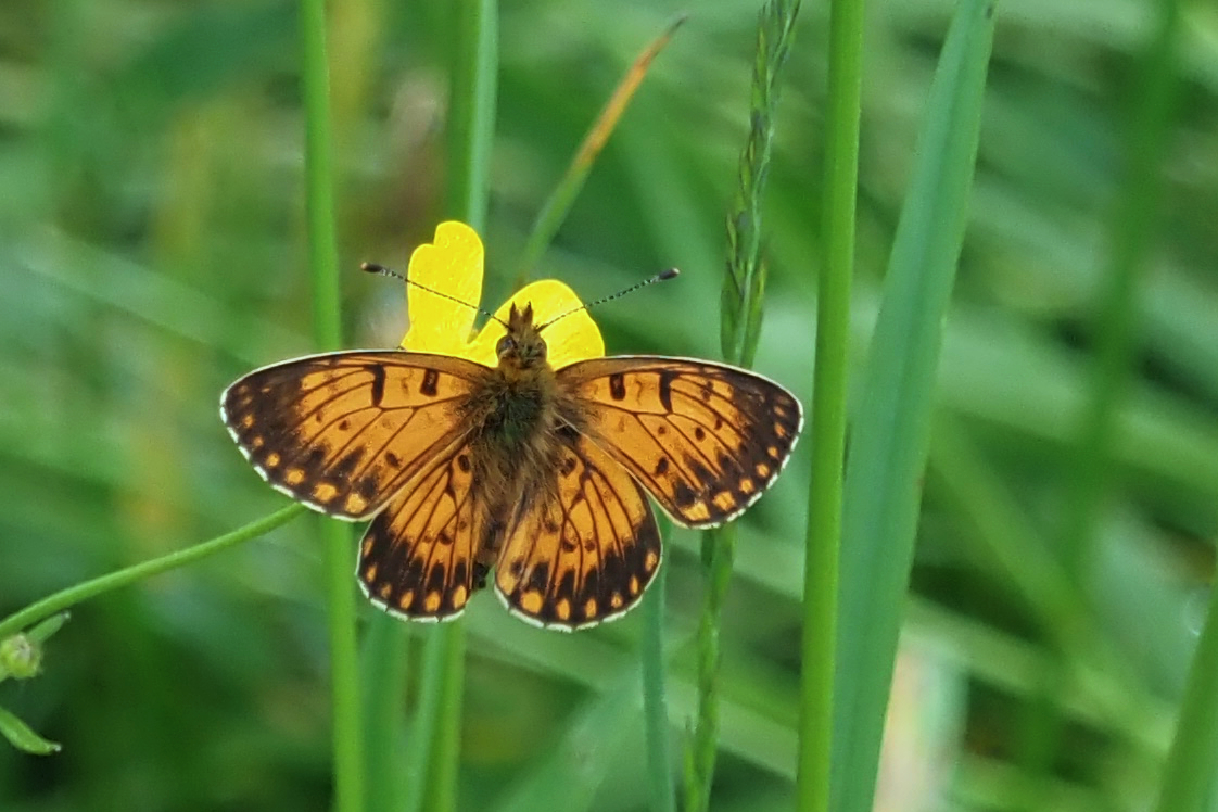 Braunfleckiger Perlmuttfalter ( Boloria selene) Aberration