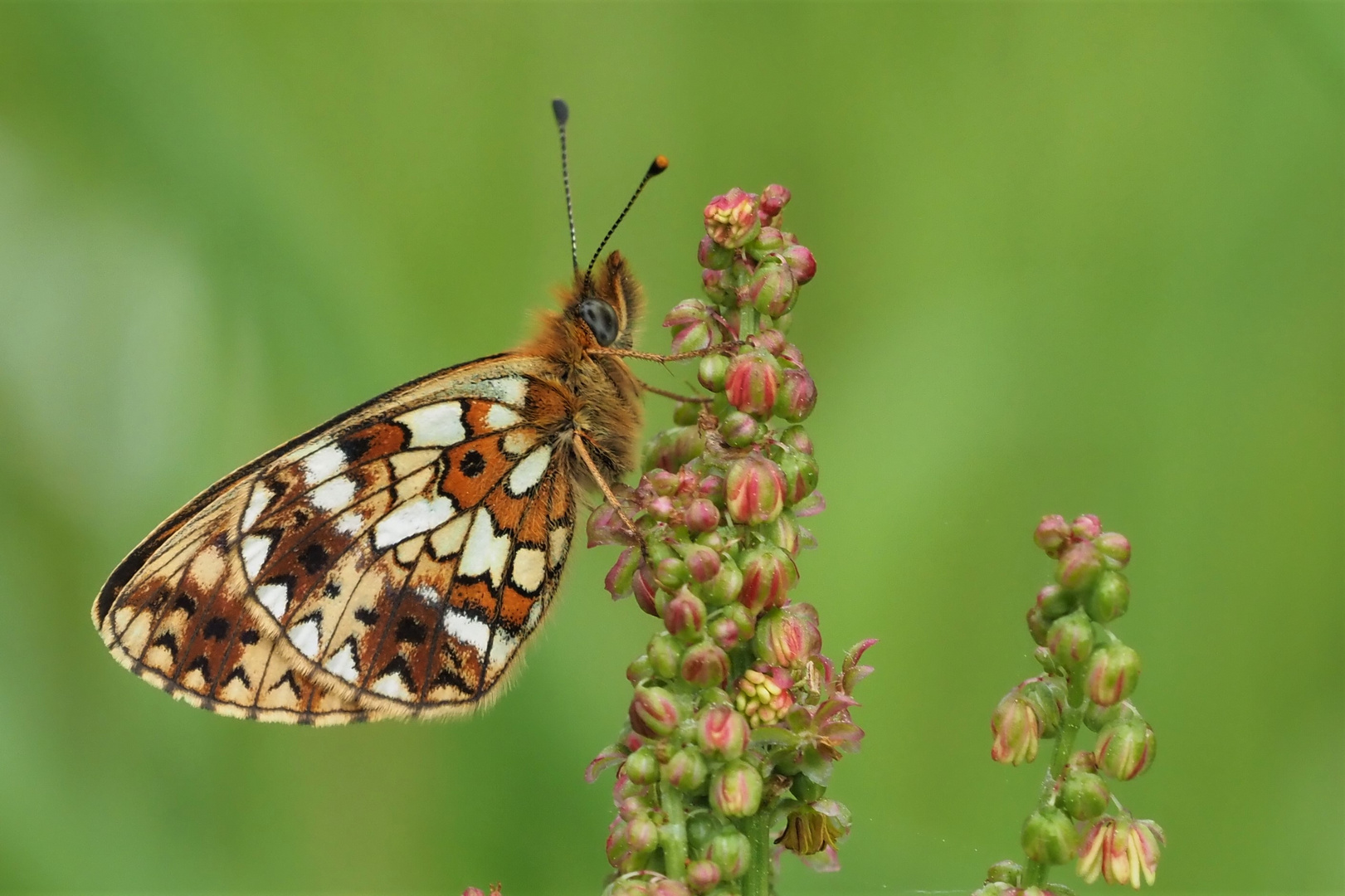 Braunfleckiger Perlmuttfalter ( Boloria selene)