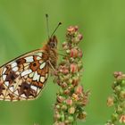 Braunfleckiger Perlmuttfalter ( Boloria selene)