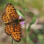 Braunfleckiger Perlmuttfalter (Boloria selene)