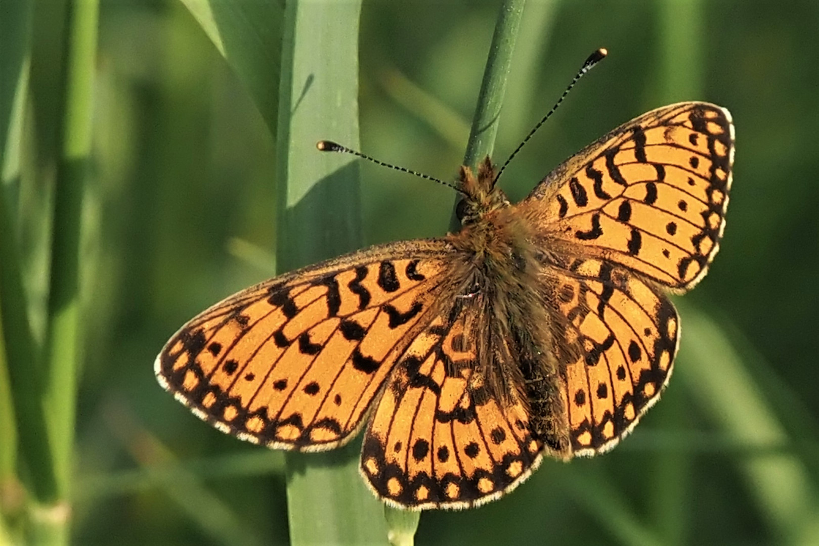 Braunfleckiger Perlmuttfalter (Boloria selene) 