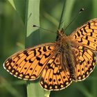 Braunfleckiger Perlmuttfalter (Boloria selene) 