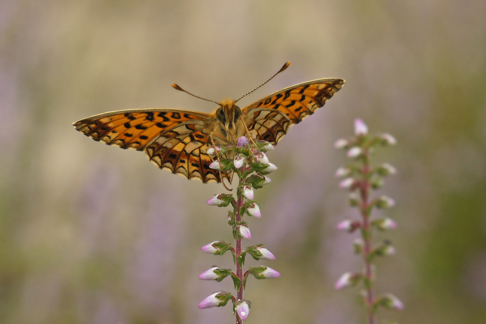 Braunfleckiger Perlmuttfalter (Boloria selene)