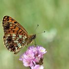 Braunfleckiger Perlmuttfalter (Boloria selene)