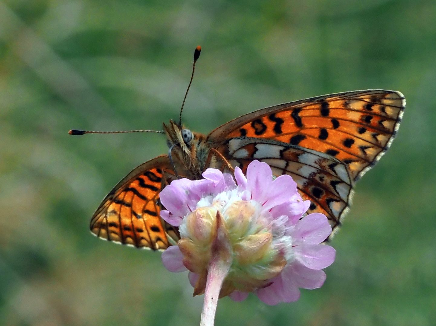 Braunfleckiger Perlmuttfalter (Boloria selene)