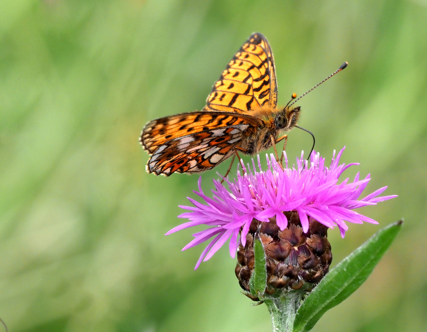 Braunfleckiger Perlmuttfalter (Boloria selene)