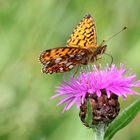 Braunfleckiger Perlmuttfalter (Boloria selene)