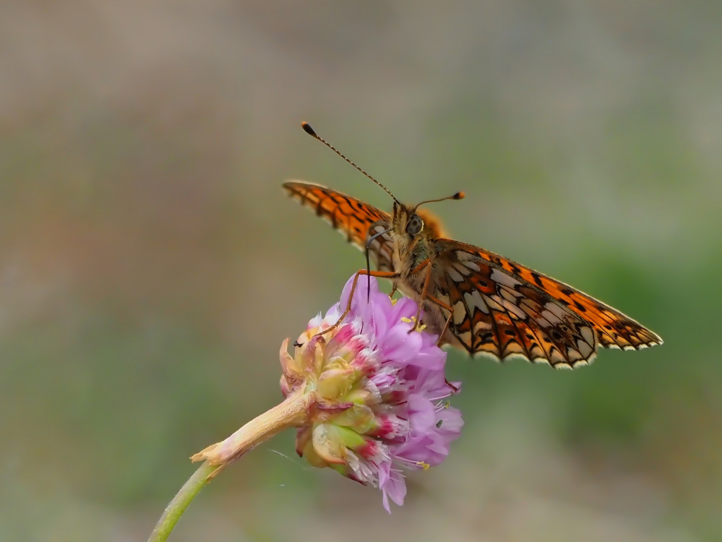 Braunfleckiger Perlmuttfalter (Boloria selene)