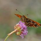 Braunfleckiger Perlmuttfalter (Boloria selene)