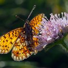 Braunfleckiger Perlmuttfalter (Boloria selene)