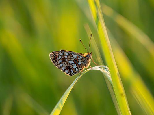 Braunfleckiger Perlmuttfalter vor 6 Monaten