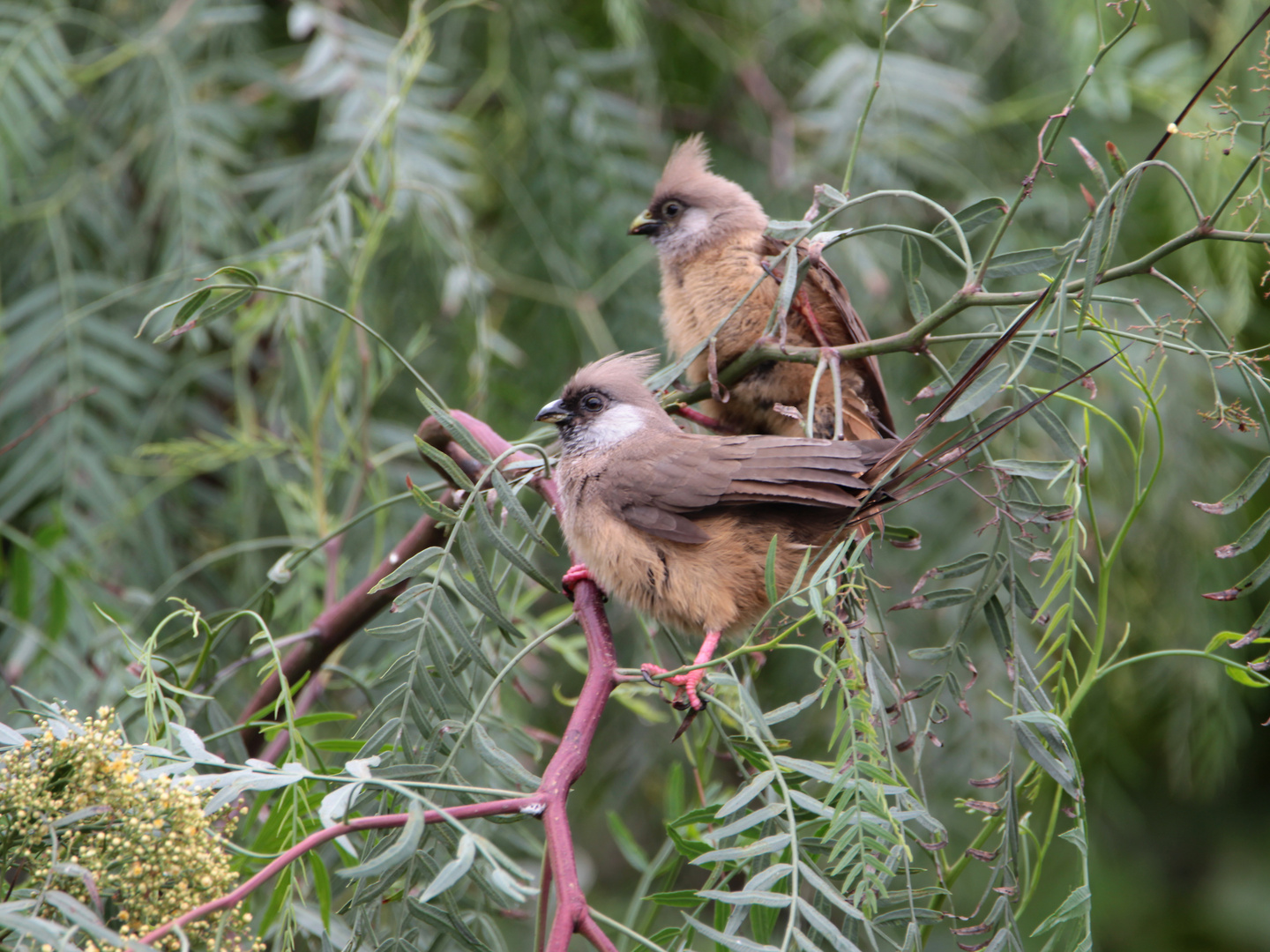 Braunflügel-Mausvögel in Kenia