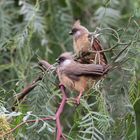 Braunflügel-Mausvögel in Kenia