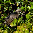 Braunflügel Mausvogel 1