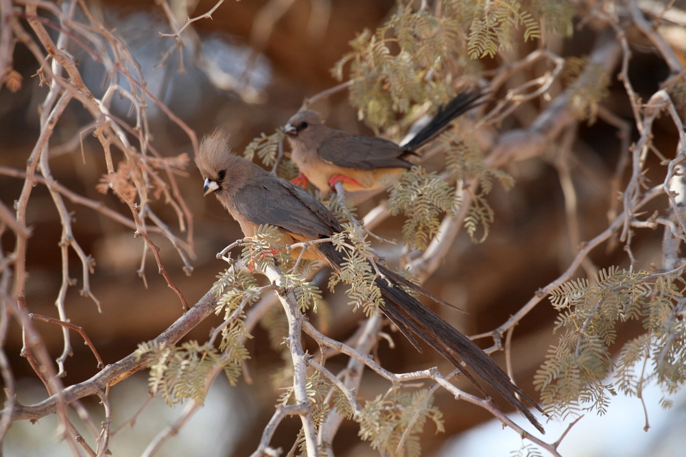 Braunflügel Mausvogel