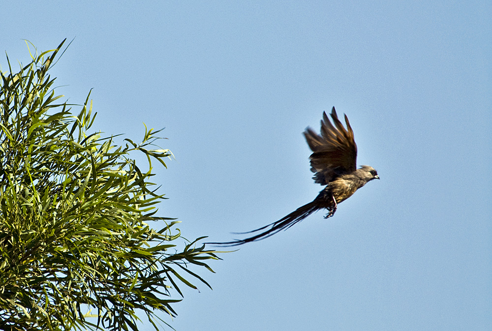 Braunflügel Mausvogel 2