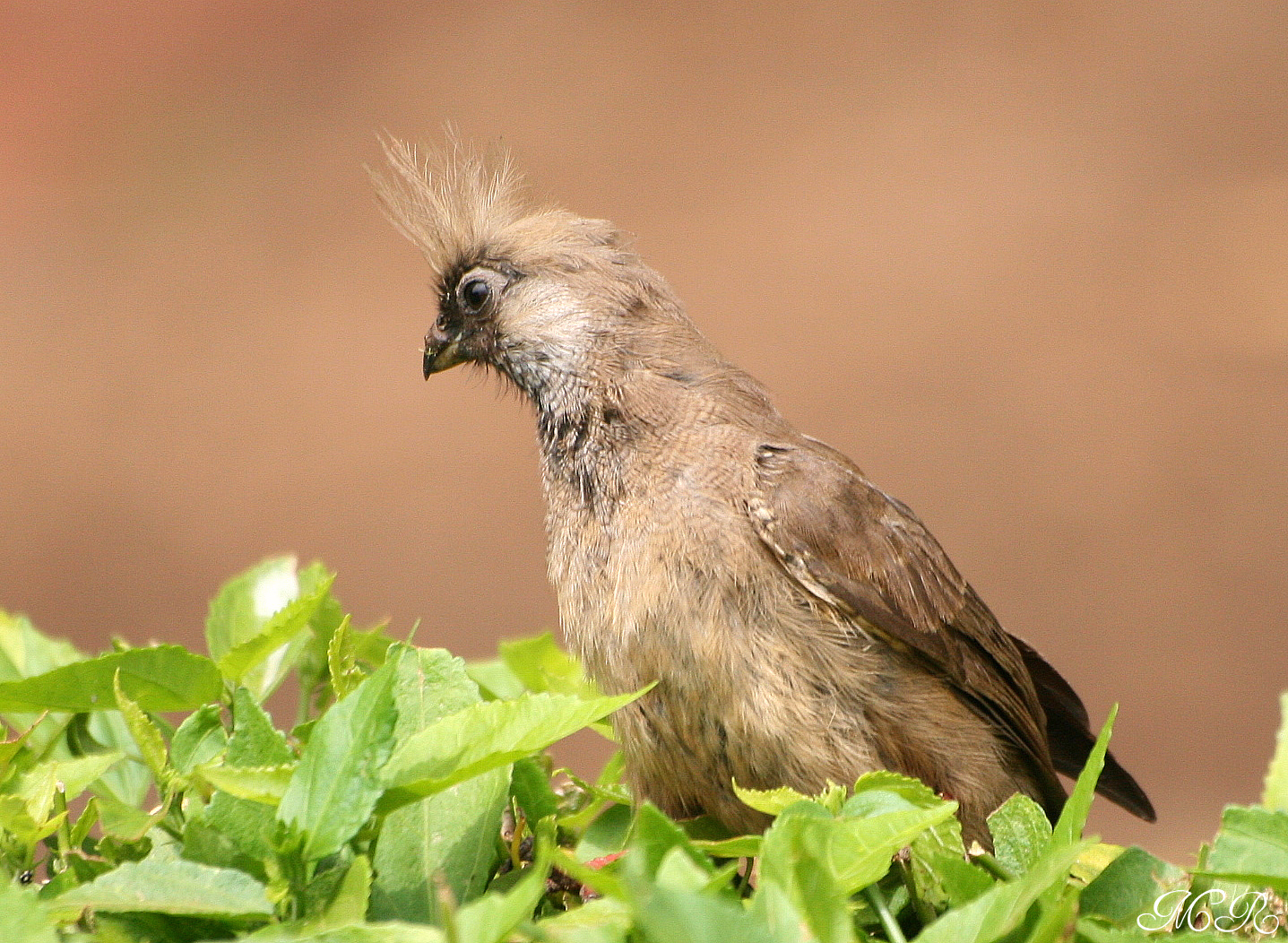 Braunflügel - Mausvogel ?