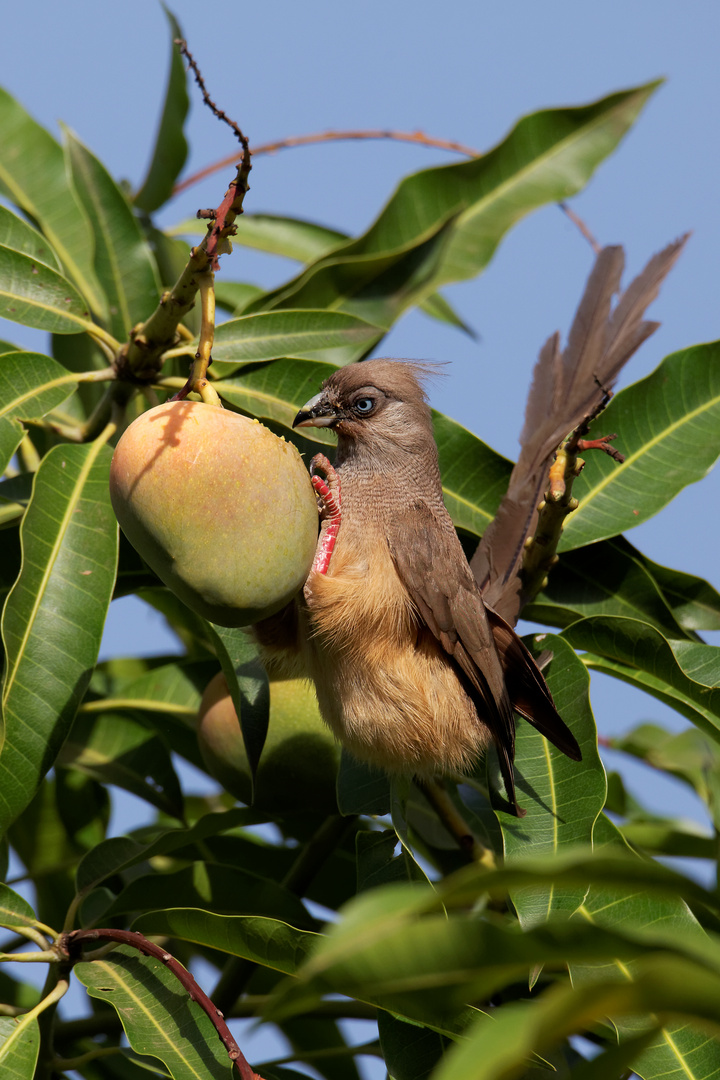 Braunflügel Mausvogel