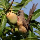 Braunflügel Mausvogel