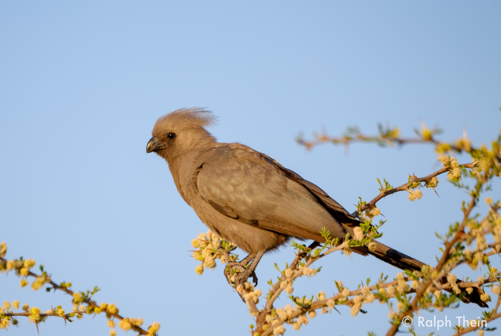 Braunflügel Mausvogel