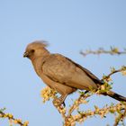 Braunflügel Mausvogel