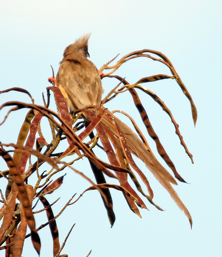 ...Braunflügel-Mausvogel....