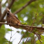 Braunflügel- Mausvogel