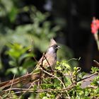 Braunflügel-Mausvogel - Colius striatus