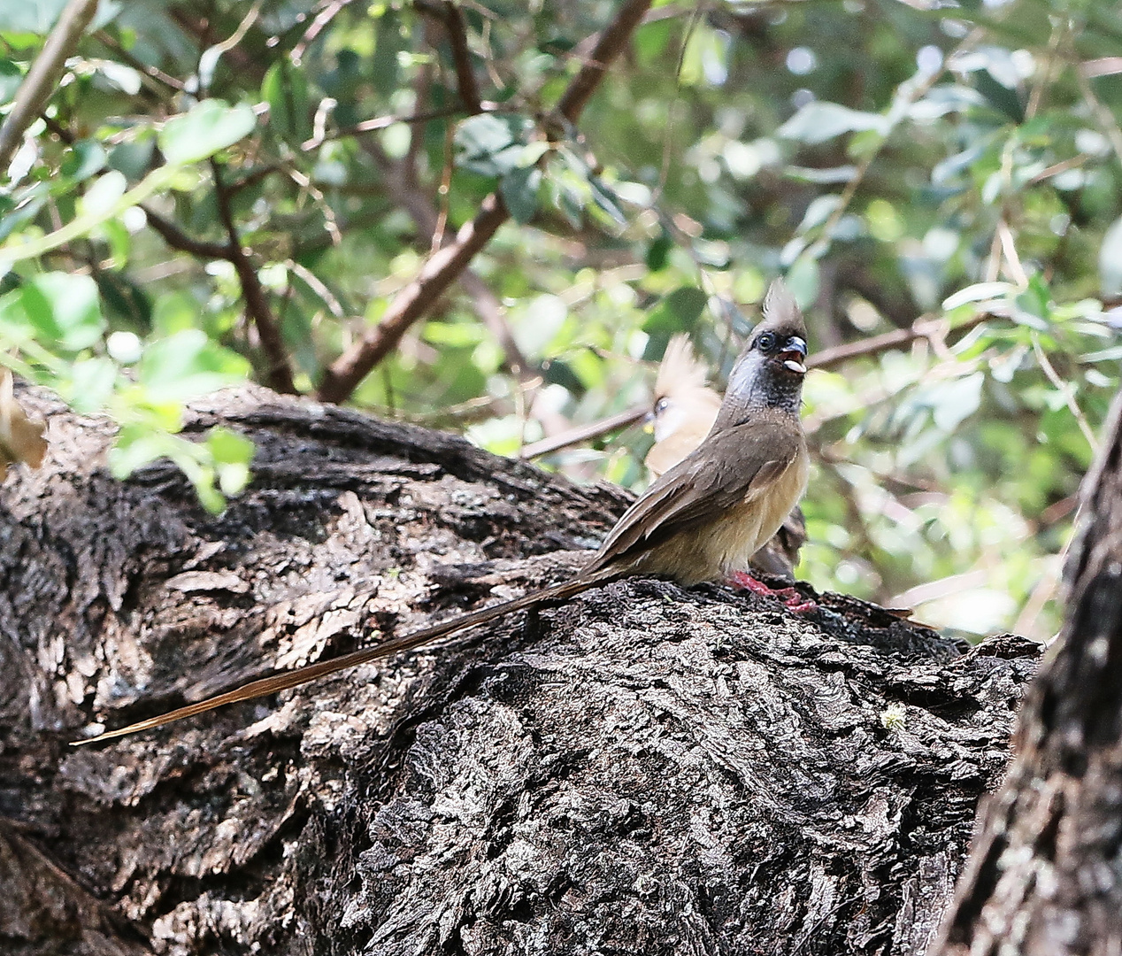 Braunflügel-Mausvogel - Colius striatus