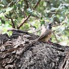 Braunflügel-Mausvogel - Colius striatus