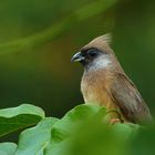 Braunflügel-Mausvogel (Colius striatus)