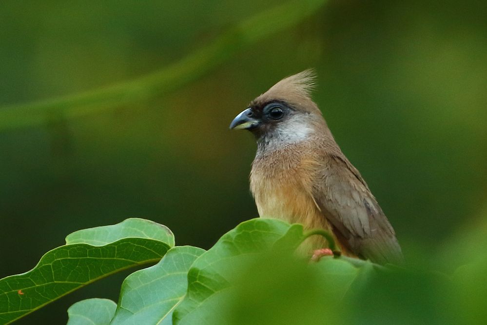 Braunflügel-Mausvogel (Colius striatus)