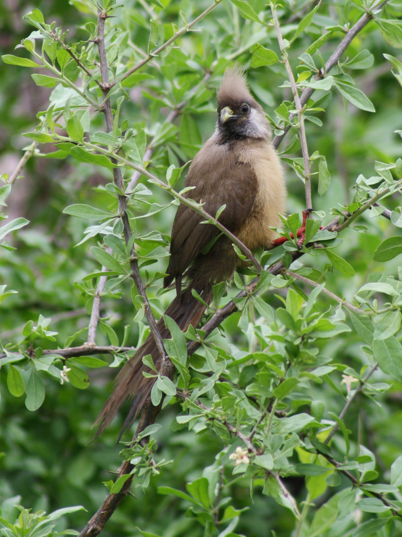 Braunflügel-Mausvogel in Kenia