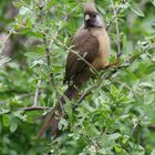 Braunflügel-Mausvogel in Kenia