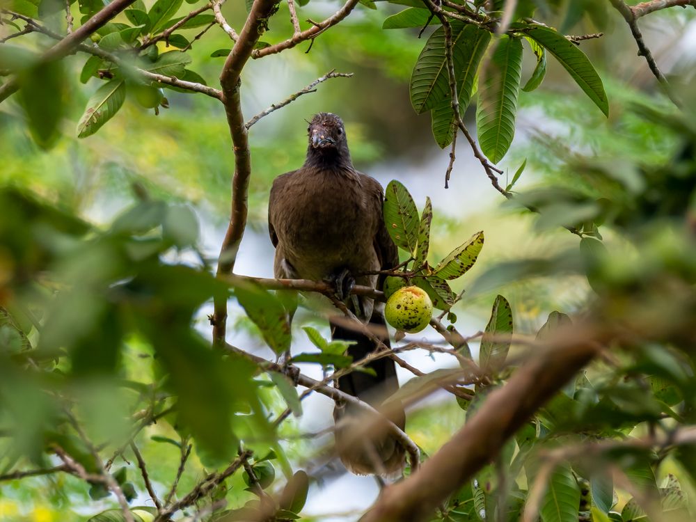 Braunflügelguan