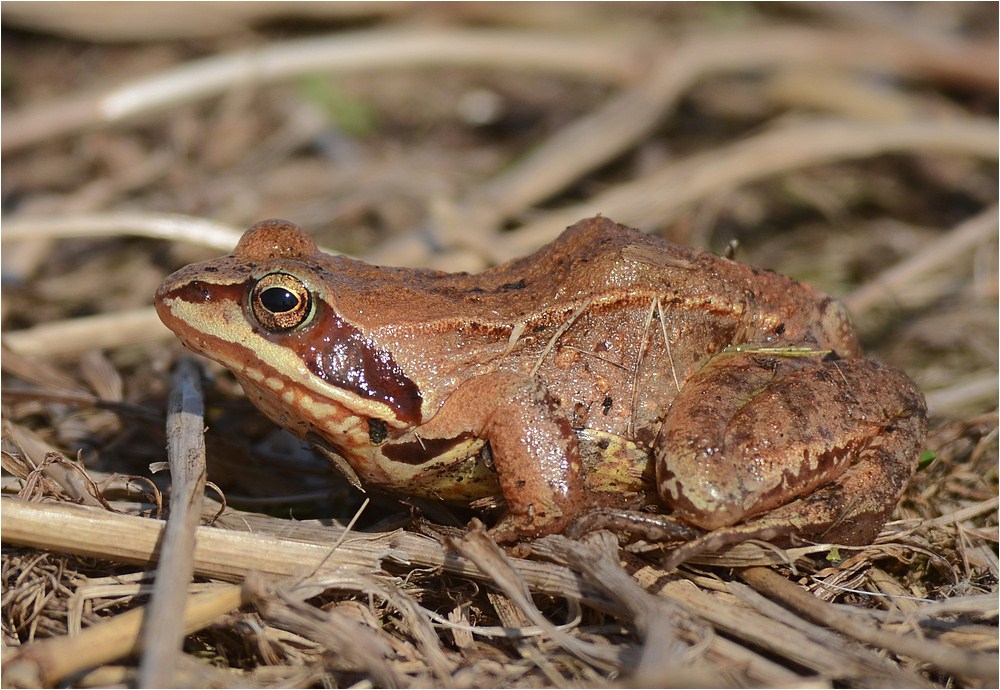 Braunfrosch Foto & Bild tiere, wildlife, amphibien & reptilien Bilder