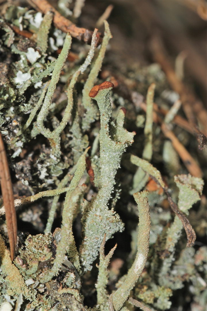 Braunfrüchtige Cladonia-Art - der Turmbau zu Babel . . .