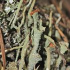 Braunfrüchtige Cladonia-Art - der Turmbau zu Babel . . .