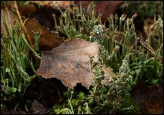 Braunfrüchtige Cladonia