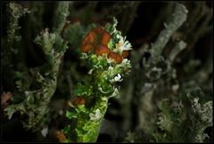 Braunfrüchtige Cladonia-Flechte...