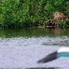 Braungans vs. Nutria