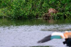 Braungans vs. Nutria