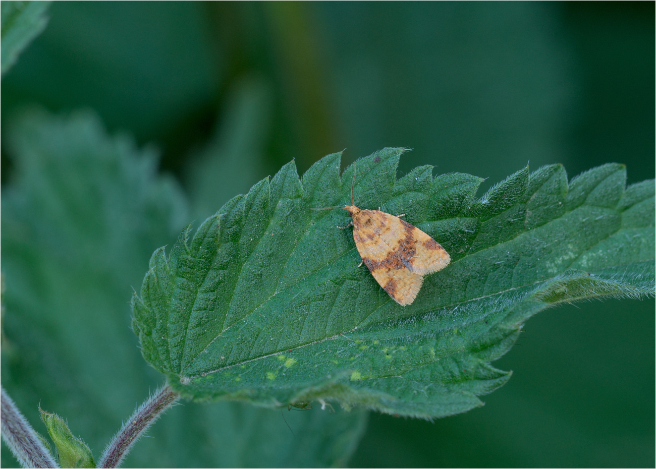 Braungebänderter Breitwickler (Epagoge grotiana)