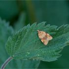 Braungebänderter Breitwickler (Epagoge grotiana)