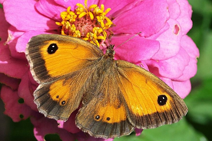 Braungebändertes Ochsenauge, Pyronia tithonus L. (Wer kennt die Art?)